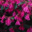 Loropetalum chinense.png